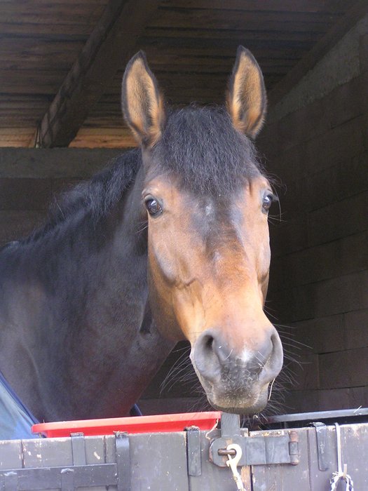 Fergie Pardubice 2008 2.jpg